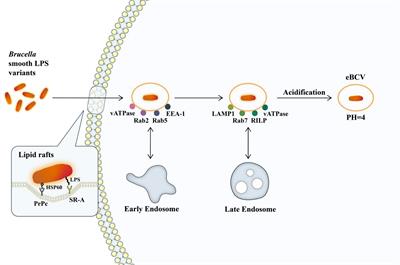 The mechanism of chronic intracellular infection with Brucella spp.